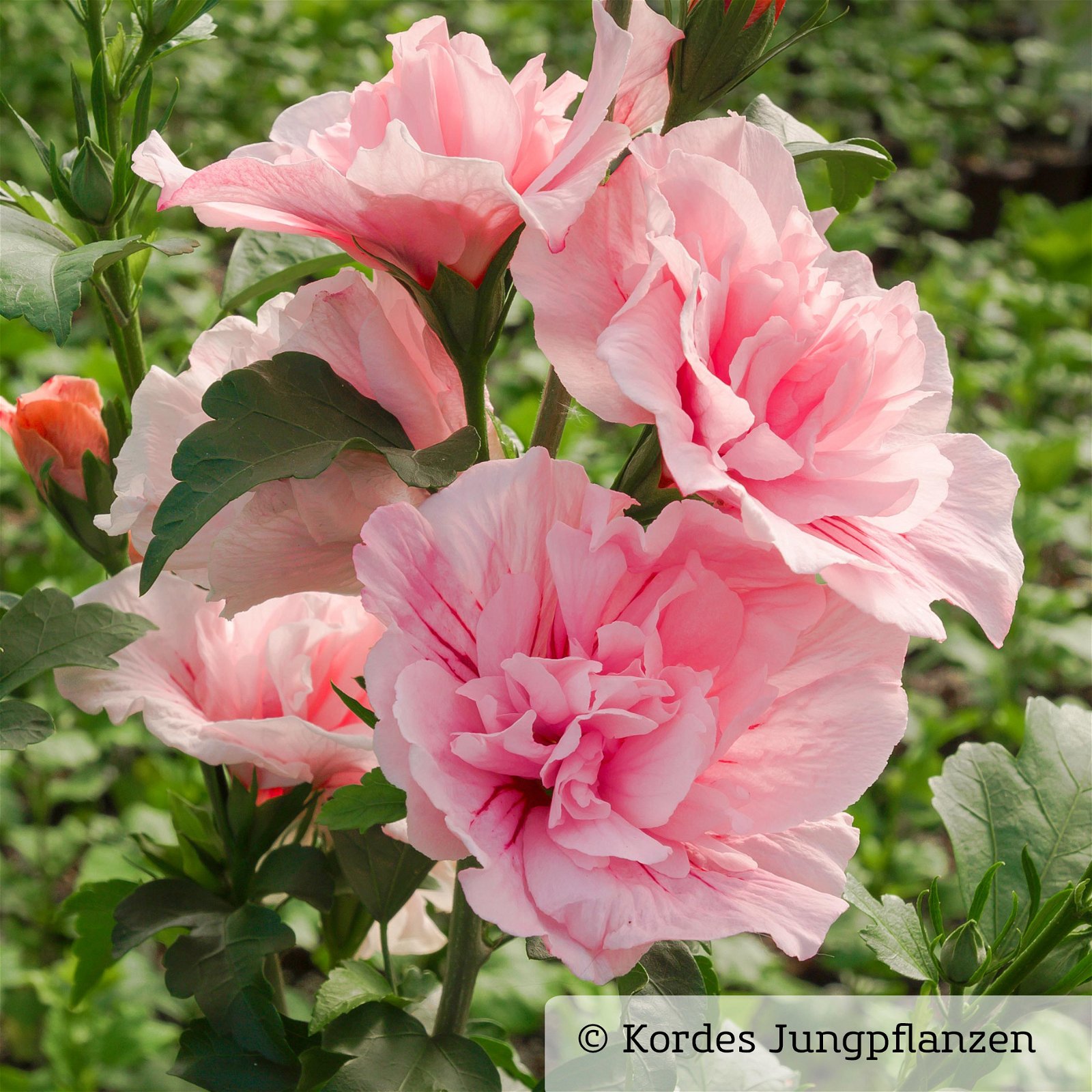 Garten-Hibiskus 'Pink Chiffon®', rosa, 40-60 cm hoch, Topf 5 l
