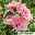 Garten-Hibiskus 'Pink Chiffon®', rosa, 40-60 cm hoch, Topf 5 l