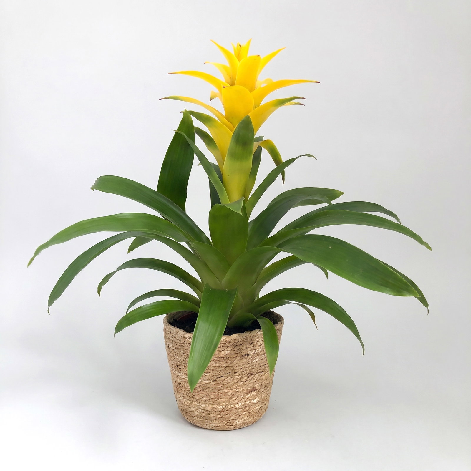Guzmanie 'Diana', gelb, Topf-Ø 12 cm, mit Korb Maki, Höhe ca. 50 cm
