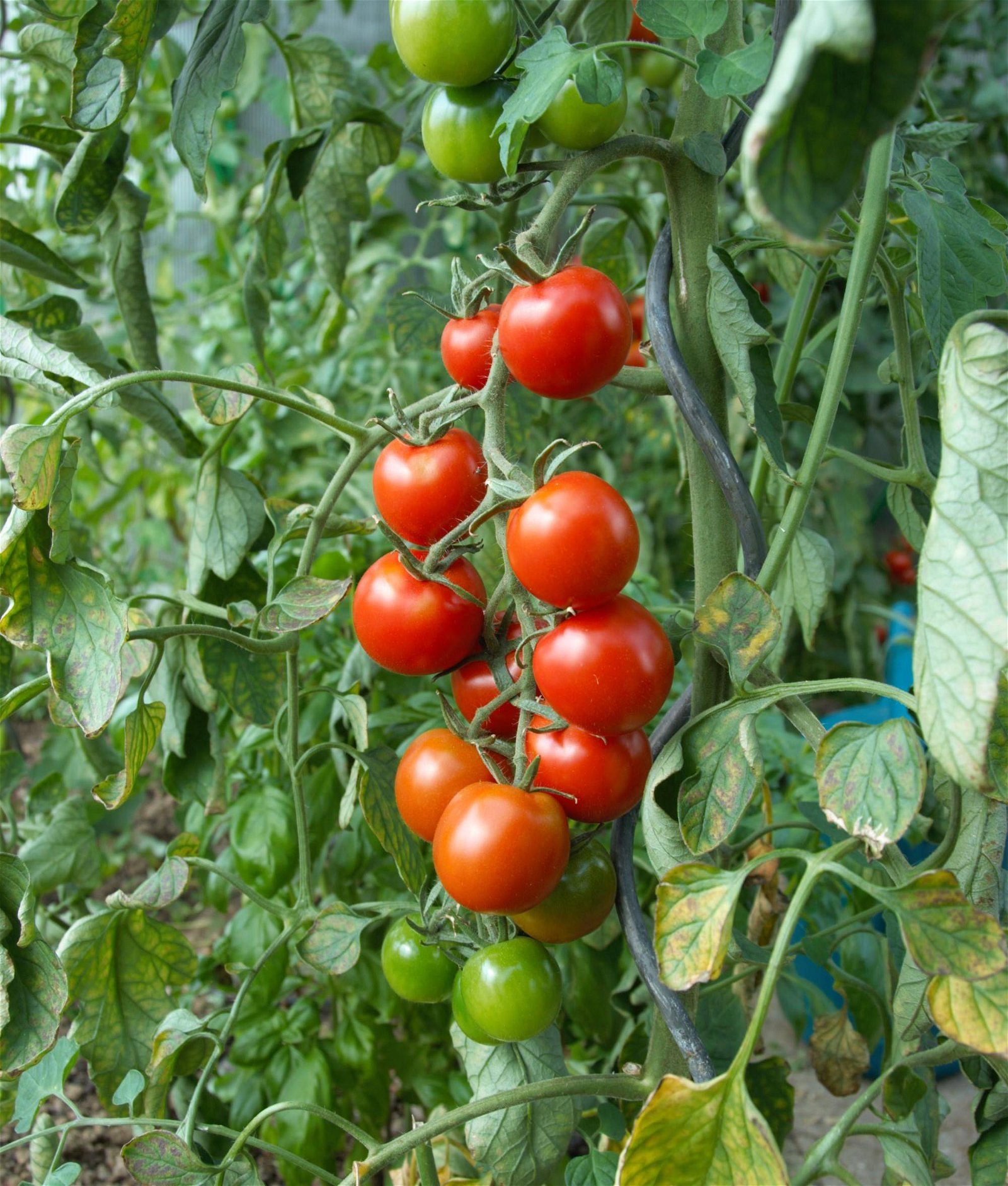 Bio Trissol Plus Tomaten- & Gemüsedünger, 1 Liter