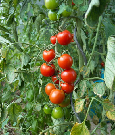 Neudorff Azet Tomatendünger, 1 kg