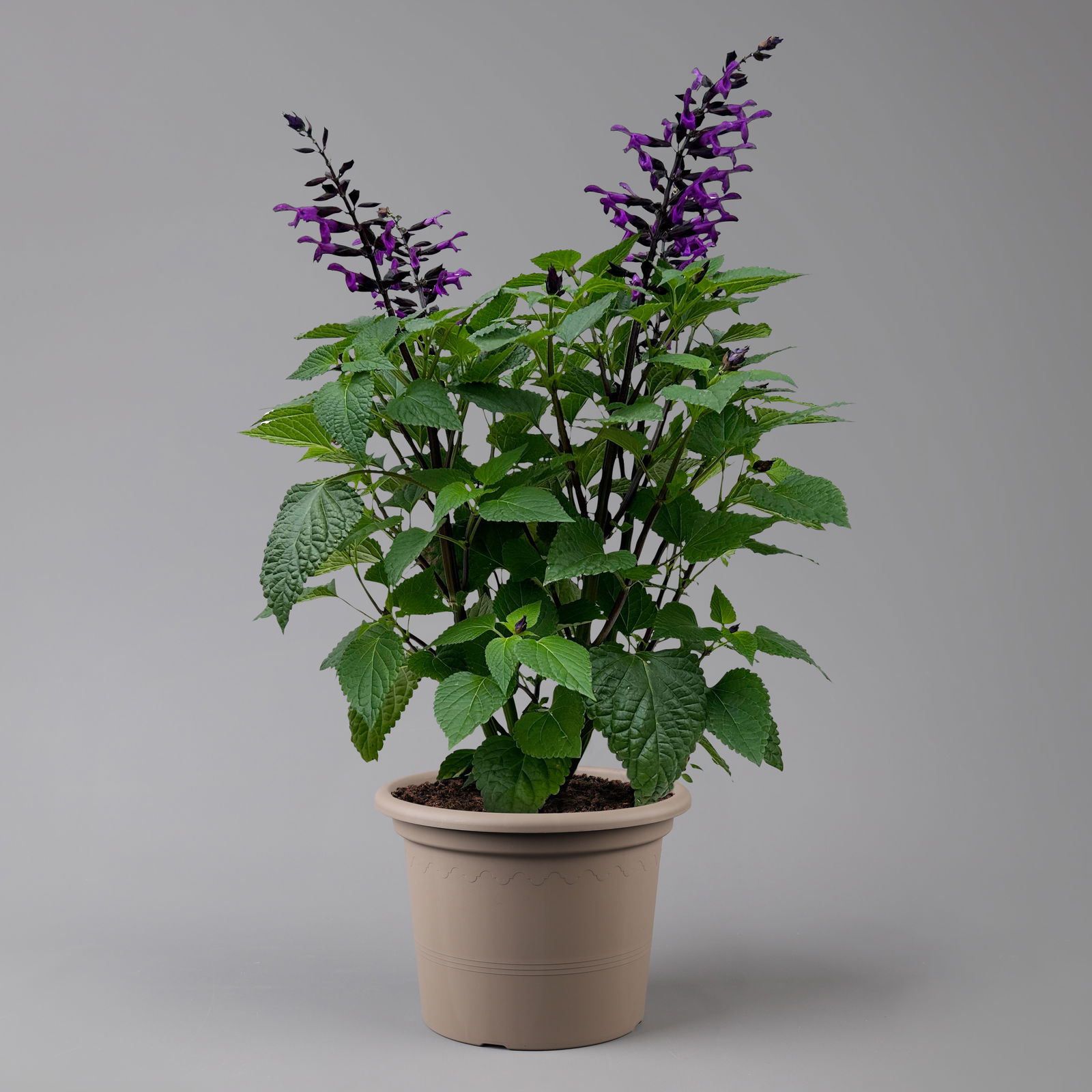 Ziersalbei purpurlila, Topf-Ø 21 cm, Höhe ca. 40 cm