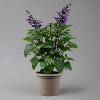 Ziersalbei purpurlila, Topf-Ø 21 cm, Höhe ca. 40 cm