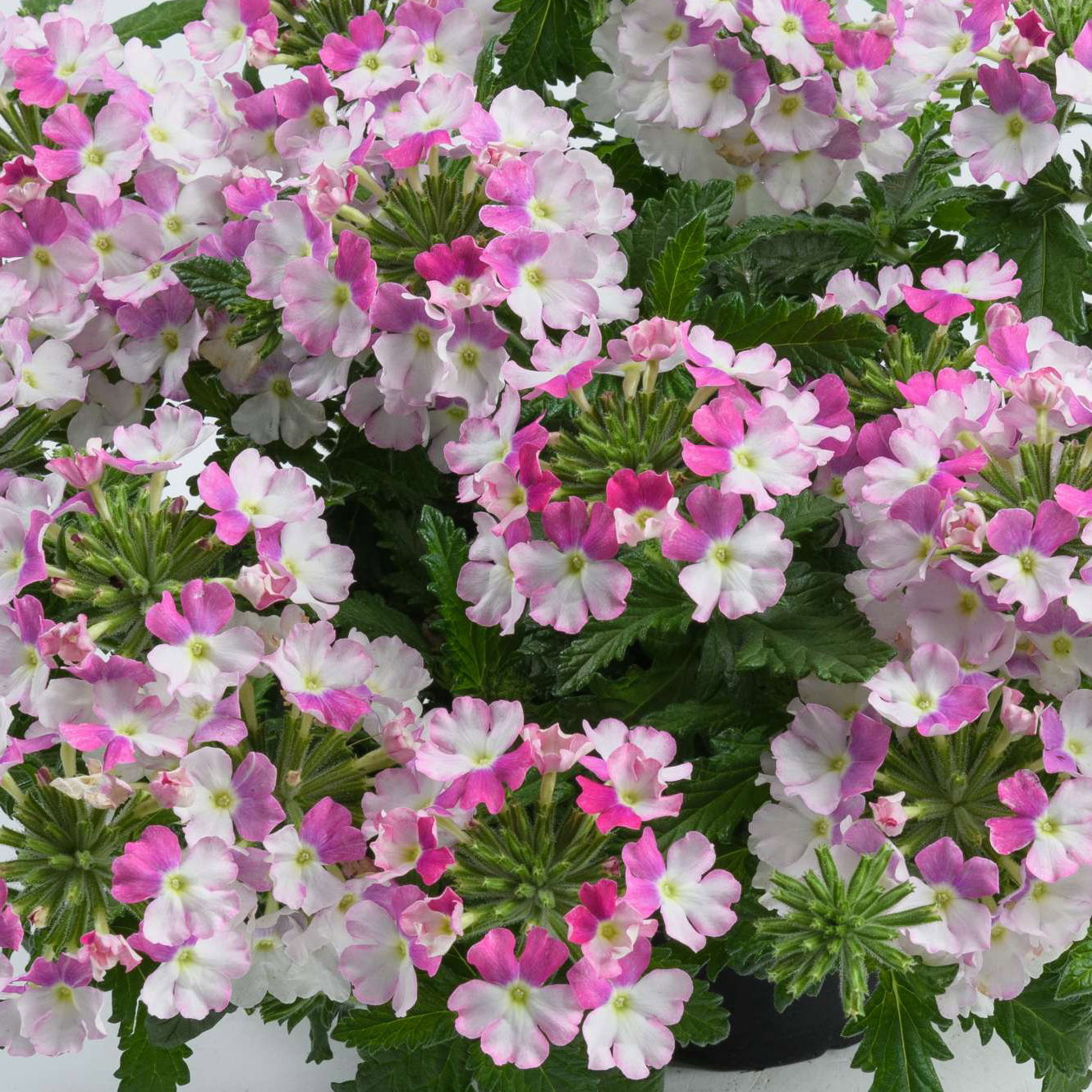 Eisenkraut, weiß-pink, Topf-Ø 12 cm, 6 Pflanzen