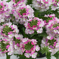 Eisenkraut, weiß-pink, Topf-Ø 12 cm, 6 Pflanzen