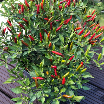 Blu Bio Chili 'Thai Chili F1', Topf-Ø 12 cm, 3er Set