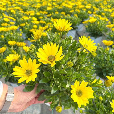 Kapkörbchen, Farbe zufällig, Topf-Ø 14 cm, 4 Pflanzen Kapkörbchen, Farbe zufällig, Topf-Ø 14 cm, 4 Pflanzen