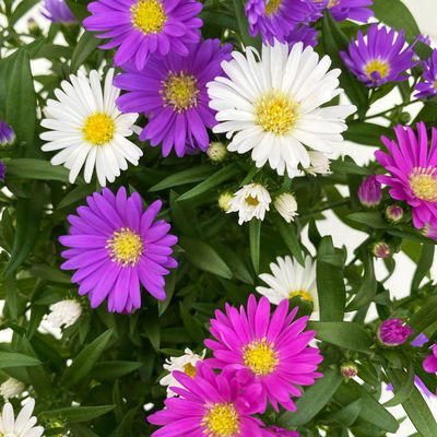 Aster novi-belgii 'Trio', 3er-Set, weiß-rosa-blau, Topf 12/13 cm Ø