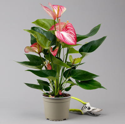 Flamingoblume 'Livium Red' rot-weiß gestreift, Topf-Ø 14 cm