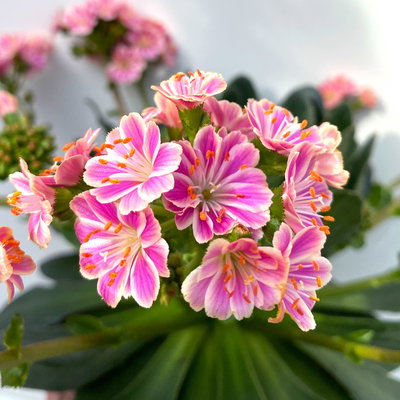 Pflanzenkreation Trockenzauberer, groß, 6 Pflanzen inkl. Erde und Dünger