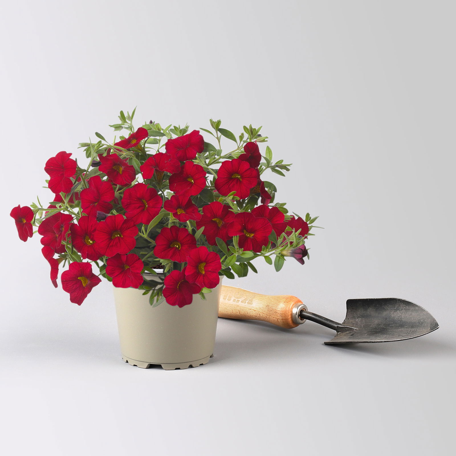 Pflanzenkreation 'WM-Edition', 6 Pflanzen inkl. Erde und Dünger Pflanzenkreation 'WM-Edition', 6 Pflanzen inkl. Erde und Dünger