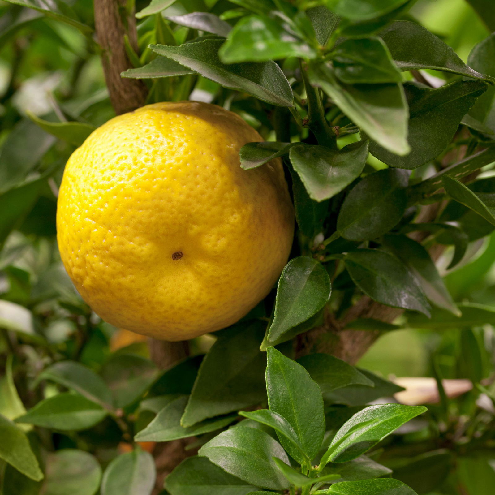 Citrus myrtifolia, Stamm, Topf-Ø 20 cm, Höhe ca. 60 cm