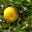 Citrus myrtifolia, Stamm, Topf-Ø 22 cm, Höhe ca. 70 cm