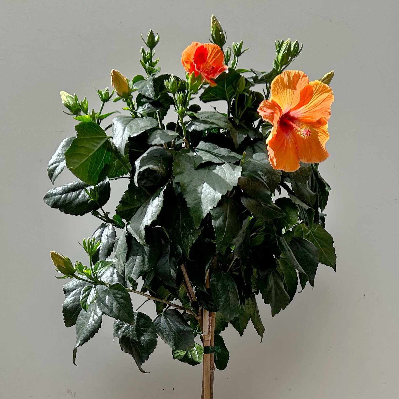 Hibiskus, orange, Stamm, Topf-Ø 23 cm, Höhe ca. 90 cm