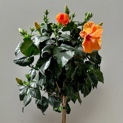 Hibiskus, orange, Stamm, Topf-Ø 23 cm, Höhe ca. 90 cm