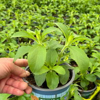 Aztekisches Süßkraut, Kölle Bio, 12cm Topf, frisch aus unserer Bio-Gärtnerei Aztekisches Süßkraut, Kölle Bio, 12cm Topf, frisch aus unserer Bio-Gärtnerei