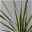 Keulenlilie 'Variegata' grün-weiß, Topf-Ø 13 cm, 2er-Set