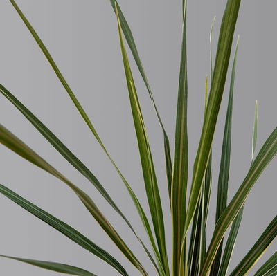 Keulenlilie 'Variegata' grün-weiß, Topf-Ø 13 cm, 2er-Set Keulenlilie 'Variegata' grün-weiß, Topf-Ø 13 cm, 2er-Set