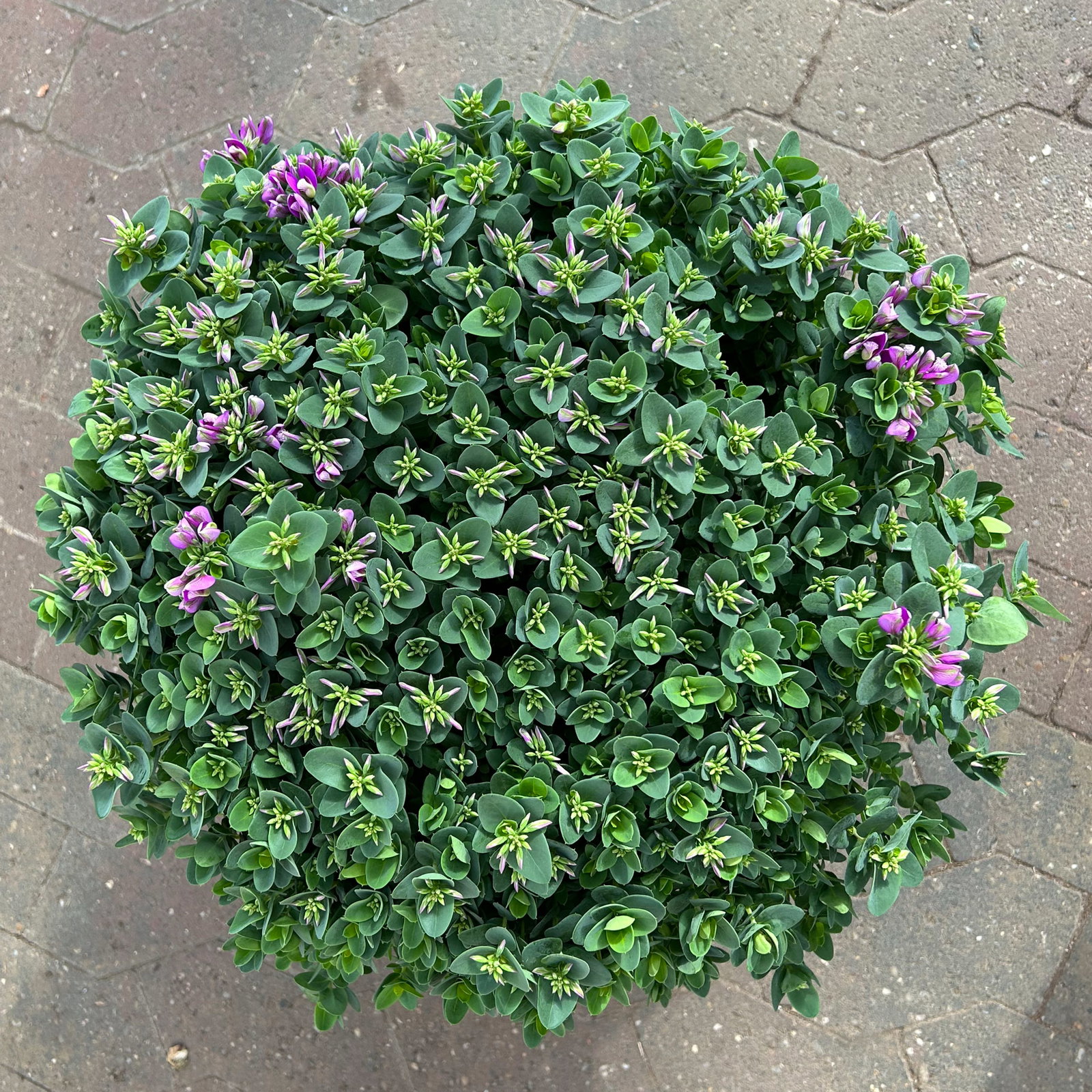 Kreuzblume 'Bibi Pink', rosa-violett, Topf-Ø 24 cm