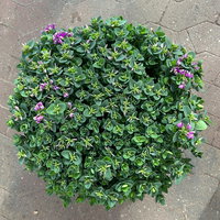 Kreuzblume 'Bibi Pink', rosa-violett, Topf-Ø 24 cm