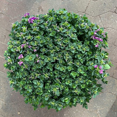 Kreuzblume 'Bibi Pink', rosa-violett, Topf-Ø 24 cm