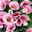 Lisianthus, rosa, Topf-Ø 10,5 cm, 6 Pflanzen