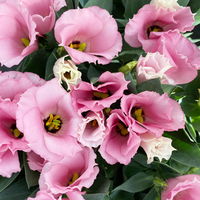 Lisianthus, rosa, Topf-Ø 10,5 cm, 6 Pflanzen