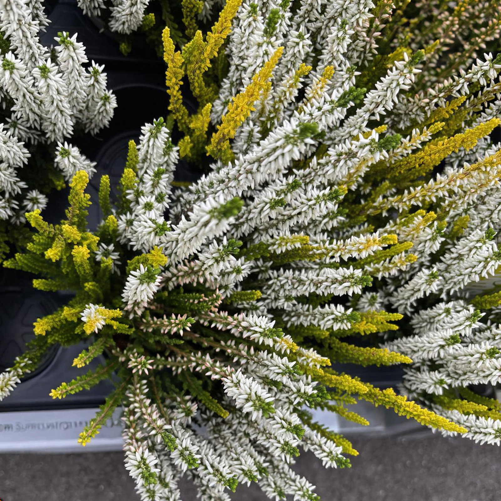 Calluna 'Lemon Cheesecake' Trio, weiß-gelb, Topf-Ø 10,5 cm, 6 Pflanzen Calluna 'Lemon Cheesecake' Trio, weiß-gelb, Topf-Ø 10,5 cm, 6 Pflanzen