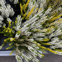 Calluna 'Lemon Cheesecake' Trio, weiß-gelb, Topf-Ø 10,5 cm, 6 Pflanzen Calluna 'Lemon Cheesecake' Trio, weiß-gelb, Topf-Ø 10,5 cm, 6 Pflanzen
