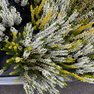 Calluna 'Lemon Cheesecake' Trio, weiß-gelb, Topf-Ø 10,5 cm, 6 Pflanzen Calluna 'Lemon Cheesecake' Trio, weiß-gelb, Topf-Ø 10,5 cm, 6 Pflanzen