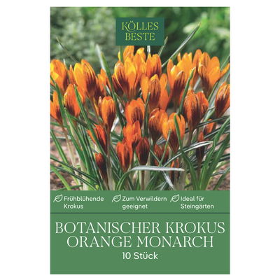 Botanische Krokusse Orange Monarch orange, 10 Blumenzwiebeln