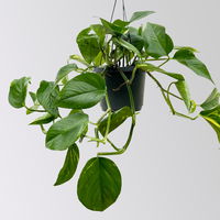 Grünpflanzen-Set Episches-Trio, Hängeampel-Ø 15 cm, 3 Pflanzen