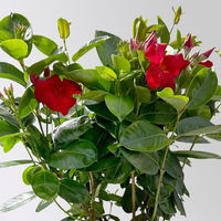 Dipladenie 'Qdeville®', rot, buschartig, Topf-Ø 23 cm, Höhe ca. 50 cm