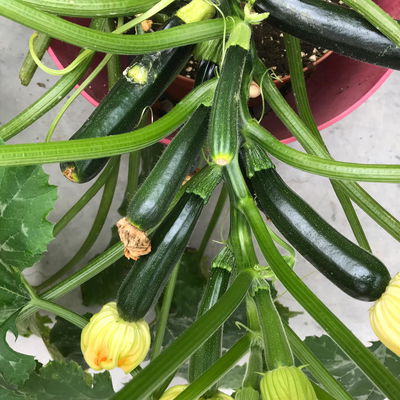 Blu Bio Zucchini 'Balkon-Zucchini', Topf-Ø 12 cm, 3er Set