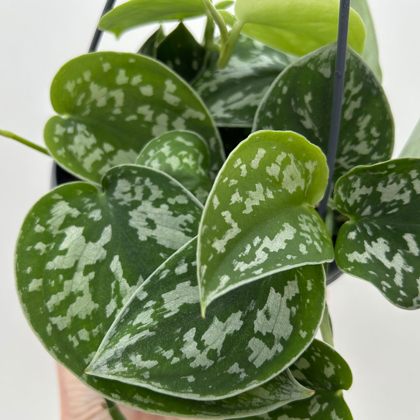 Grünpflanzen-Set Buntes-Trio, Hängeampel-Ø 15 cm, 3 Pflanzen