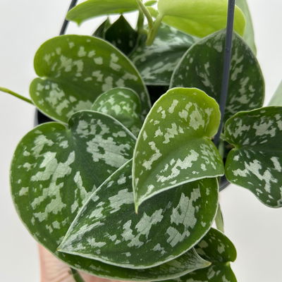 Grünpflanzen-Set Buntes-Trio, Hängeampel-Ø 15 cm, 3 Pflanzen