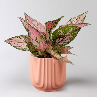 Aglaonema 'Pink', Topf-Ø 12 cm, mit Übertopf Vibes rosa Aglaonema 'Pink', Topf-Ø 12 cm, mit Übertopf Vibes rosa