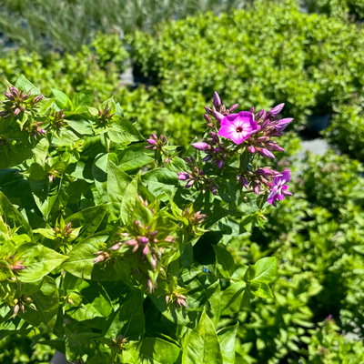 Flammenblume 'Adessa® Rose Eye', rosa, 3 Liter Topf Flammenblume 'Adessa® Rose Eye', rosa, 3 Liter Topf