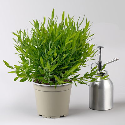 Grünpflanzenkreation 'Tierfreund', Topf-Ø 12 cm, 6 Pflanzen