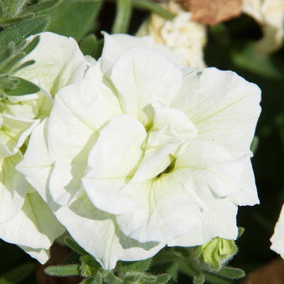 Petunie weiß/creme, gefüllt, hängend, Topf -Ø 13 cm, 6 Pflanzen Petunie weiß/creme, gefüllt, hängend, Topf -Ø 13 cm, 6 Pflanzen