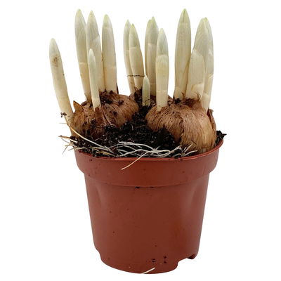 Krokus Mini blau, Topf-Ø 6 cm, 10 Pflanzen