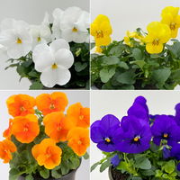 Hornveilchen, Farben zufällig Topf-Ø 12 cm, 6 Pflanzen