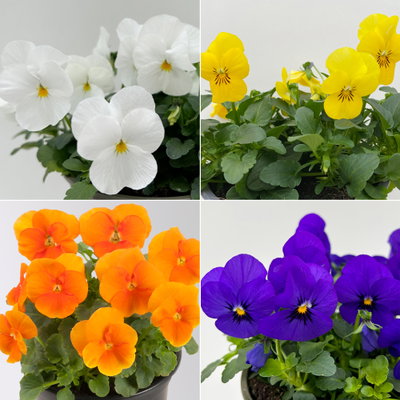 Hornveilchen, Farben zufällig, Topf-Ø 12 cm, 6 Pflanzen