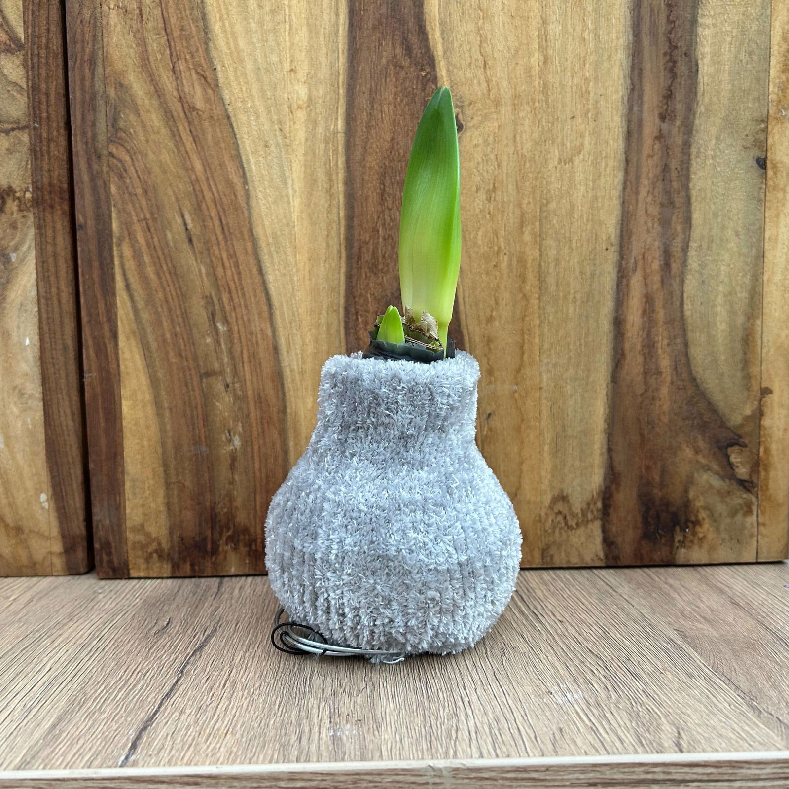 Amaryllis in Wachs in Cozy-Fluffy-Pullover, Farbe zufällig, Blüte rot