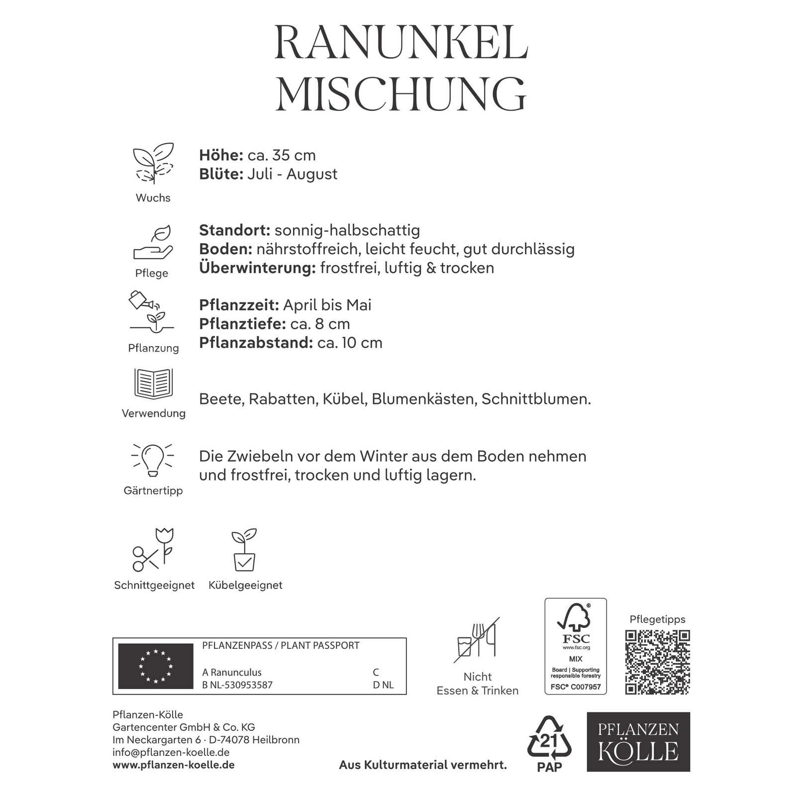 Kölles Beste Ranunkeln Mischung, 10 Blumenzwiebeln