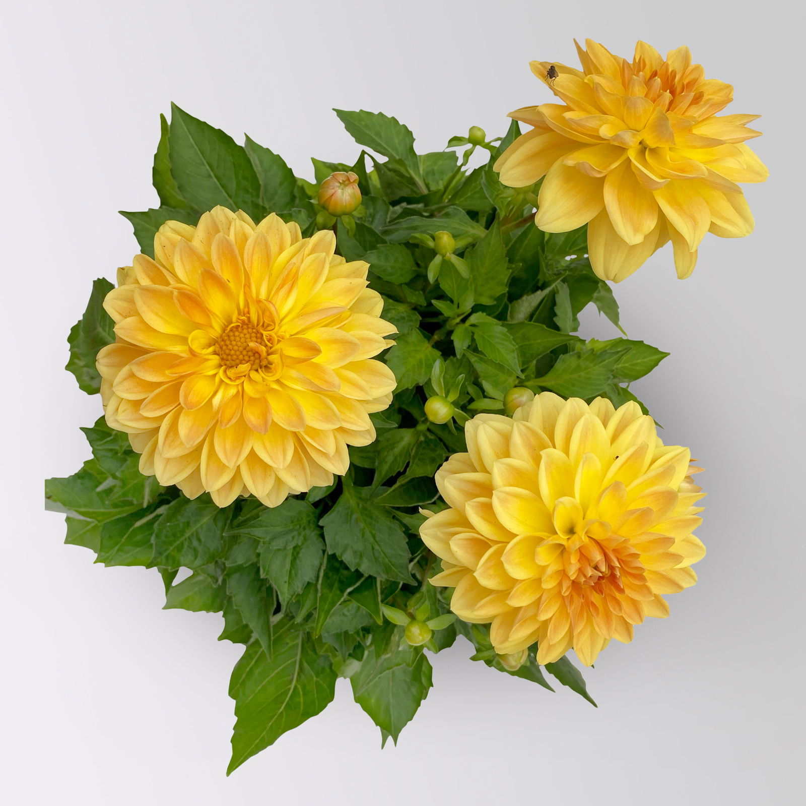 Dahlie 'Hypnotica', Farben zufällig, Topf-Ø 19 cm, 2er-Set