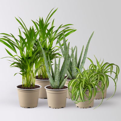 Grünpflanzenkreation  Grünpflanzenkreation