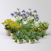 Pflanzenkreation Frühlingsmagie, winterhart, 9 Pflanzen