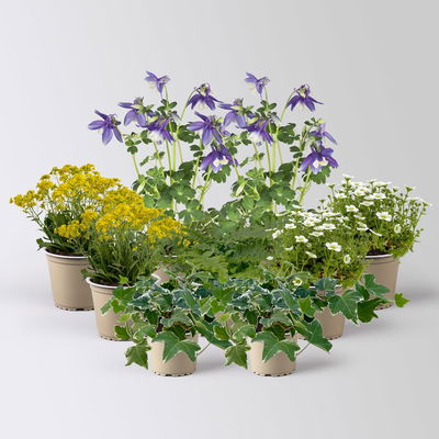 Pflanzenkreation Frühlingsmagie, winterhart, 9 Pflanzen