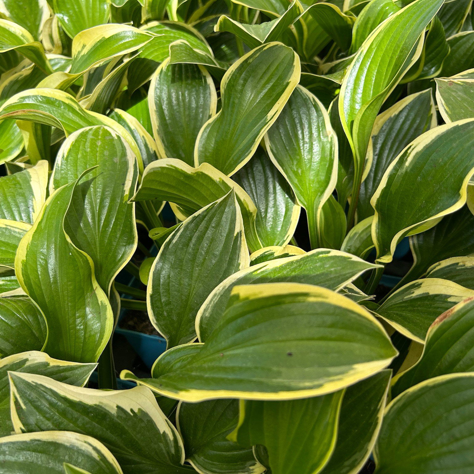 Bio Funkien 'Queen Josephine' lila, Topf 11x11 cm, 3 Pflanzen Bio Funkien 'Queen Josephine' lila, Topf 11x11 cm, 3 Pflanzen